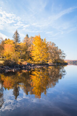 Beautiful foliage in brilliant yellow is reflected on Tupper Lake NY on a calm morning