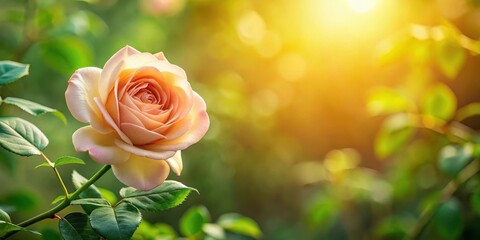 A delicate rose flower with green leaves frames a soft warm light, rose, flowers,  rose, flowers, garden, gardenia