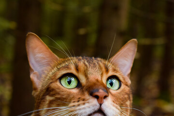 Obraz premium Bengal cat