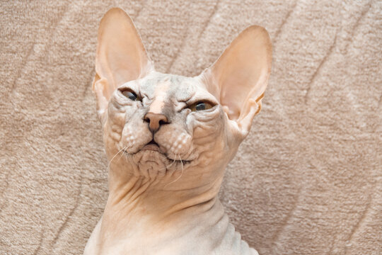 Sphinx cat
