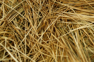 golden yellow rice straw texture and background