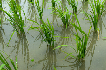 Obraz premium green rice plants in puddles of water. environment, rice fields