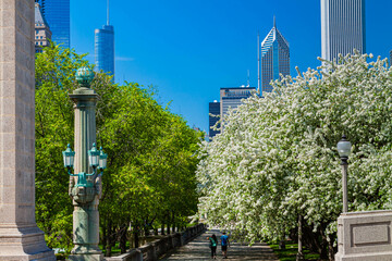 Pathway Through Grant Park Shaded By Blooming Dogwood Trees, Chicago, Illinois, USA