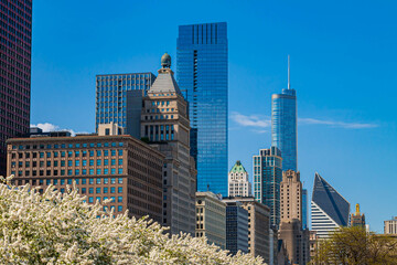 Bloomimg Dogwood Trees and the Michigan Avenue Skyline, Grant Park, Chicago, Illinois, USA