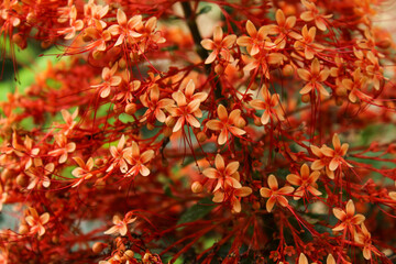 beautiful flower pagoda flower blooming. Clerodendrum paniculatum