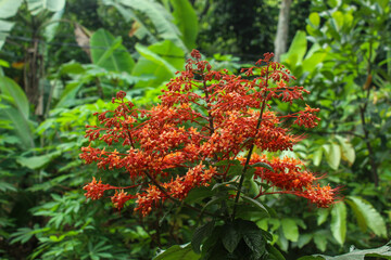 beautiful flower pagoda flower blooming. Clerodendrum paniculatum