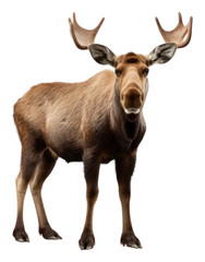 Fototapeta premium PNG Moose wildlife animal mammal.