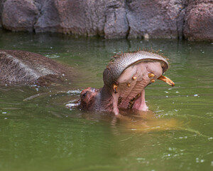 Fototapeta premium Close up of hippopotamus submerged in murky green water with mouth wide open displaying teeth