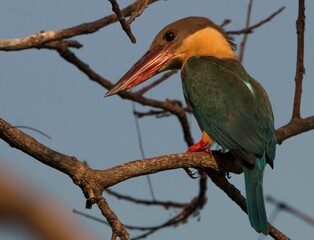 Birds in the Wild, Sri Lanka 