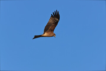 Black Kite flying leisurely in the blue sky