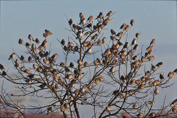 A flock of Eurasian Tree Sparrow watching the feeding ground from above a tree