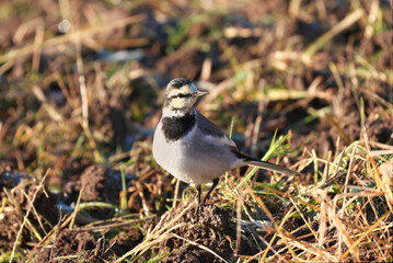 White Wagtail looking for food in the rice fields after harvesting rice