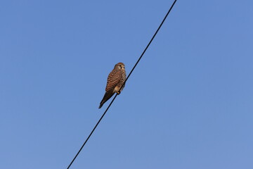 Common Kestrel stopping on a wire looking for food