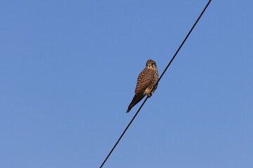 Common Kestrel stopping on a wire looking for food