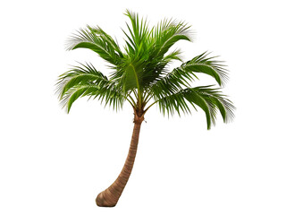 tropical palm tree, cut out. png