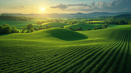 Naklejka premium Rolling green fields with vibrant crops under golden sunset, surrounded by hills