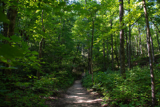 Hiking path through Sumter National Forest in Oconee County, South Carolina