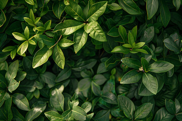 Lush and Vibrant Bush: A Glimpse into Nature's Serenity with Detailed Foliage and Subtle Florals