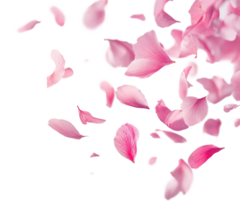 PNG Pink petals floating background delicate flowers.