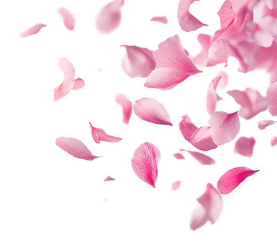 PNG Pink petals floating background delicate flowers.