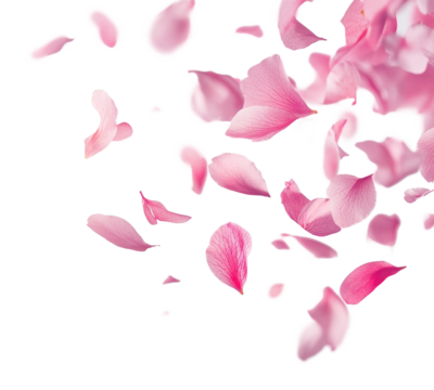 PNG Pink petals floating background delicate flowers.