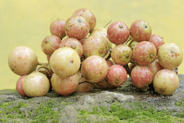 A number of ripe cluster pig tree fruits that have fallen on moss-covered ground. This plant has the scientific name Ficus racemosa.