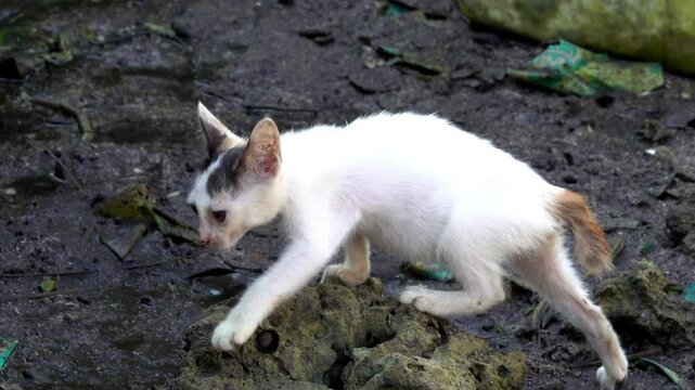 A stray kitten on muddy ground.