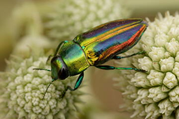 Jewel Beetle (Cylindrophora maulica)