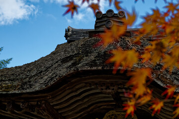 本堂を彩る紅葉