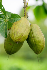 Pachira aquatica (Malabar chestnut, French peanut, Pumpo, Jelinjoche, Money tree, Money plant, serissa japonica). This tree is sold with braided trunks and is commonly grown as an ornamental plant.