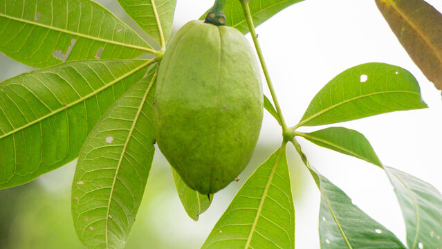 Pachira aquatica (Malabar chestnut, French peanut, Pumpo, Jelinjoche, Money tree, Money plant, serissa japonica). This tree is sold with braided trunks and is commonly grown as an ornamental plant.