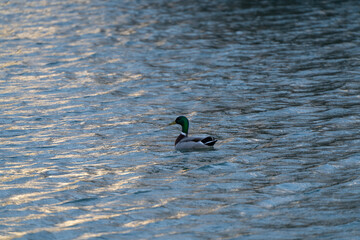 Mallard, male duck on the lake