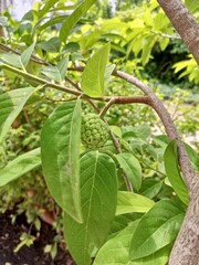 The bark of woody plants is called bark. What is commonly called bark includes a number of different tissues. Cork is an external secondary tissue that is impermeable to water and gas, and is also 