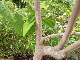 The bark of woody plants is called bark. What is commonly called bark includes a number of different tissues. Cork is an external secondary tissue that is impermeable to water and gas, and is also 