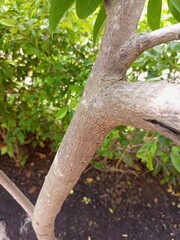 The bark of woody plants is called bark. What is commonly called bark includes a number of different tissues. Cork is an external secondary tissue that is impermeable to water and gas, and is also 