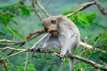 Baby Macaca fascicularis (kera ekor panjang, monyet ekor panjang, long-tailed macaque, crab-eating monkey, cynomolgus macaque) on the tree