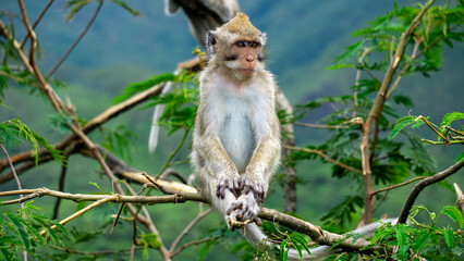 Baby Macaca fascicularis (kera ekor panjang, monyet ekor panjang, long-tailed macaque, crab-eating monkey, cynomolgus macaque) on the tree