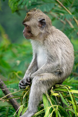 Baby Macaca fascicularis (kera ekor panjang, monyet ekor panjang, long-tailed macaque, crab-eating monkey, cynomolgus macaque) on the tree
