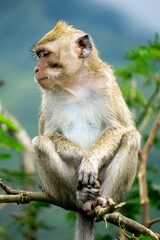Baby Macaca fascicularis (kera ekor panjang, monyet ekor panjang, long-tailed macaque, crab-eating monkey, cynomolgus macaque) on the tree