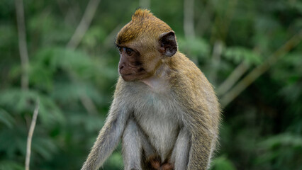 Baby Macaca fascicularis (kera ekor panjang, monyet ekor panjang, long-tailed macaque, crab-eating monkey, cynomolgus macaque) on the tree