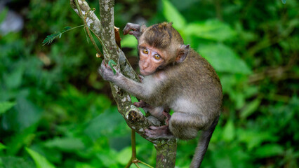 Baby Macaca fascicularis (kera ekor panjang, monyet ekor panjang, long-tailed macaque, crab-eating monkey, cynomolgus macaque) on the tree