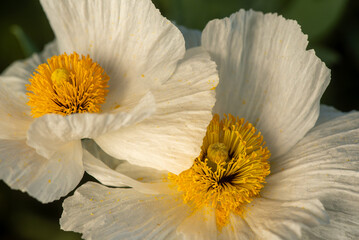 Matilija poppy, Romneya, flower, in nature in California, close-up, two flowers