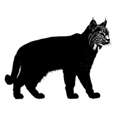Silhouette of a bobcat.