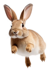 PNG Rabbit animal mammal rodent.