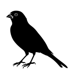 Black silhouette of a small bird.