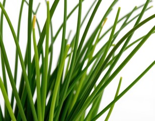 A lush cluster of emerald-green chives rises from a crisp white background, their slender stems swaying upwards with vibrant intensity