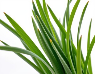 Obraz premium A stunning close-up of a lush Dracaena Marginata, its vibrant green leaves reaching for the camera with elegance against a crisp white backdrop