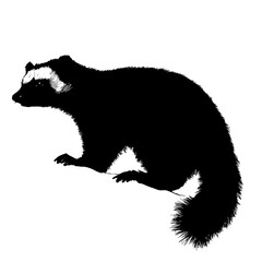 Black and white raccoon illustration. (1)