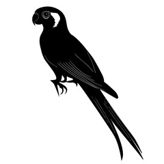 Black silhouette of a parrot. (3)