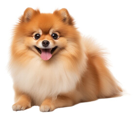 PNG Pomeranian mammal animal dog.